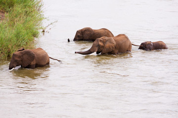 Fototapeta na wymiar Elephant herd with calf crossing a deep river