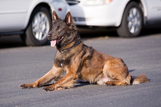 Belgian Tervuren