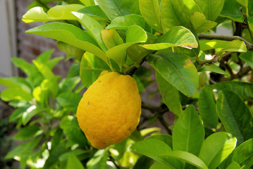 Zitrone am Baum - lemon on tree 09