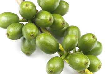 Unripe coffee still on its branch