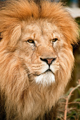 lion african
