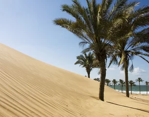 Foto op Plexiglas palms on the sandy beach © Ninelli