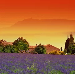 Fototapeten Lavendel und feuriger Himmel © Tilio & Paolo