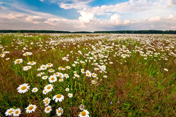 Meadow with camomiles