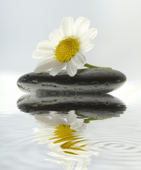Steine mit Blume spiegeln sich im Wasser © Gerhard Seybert
