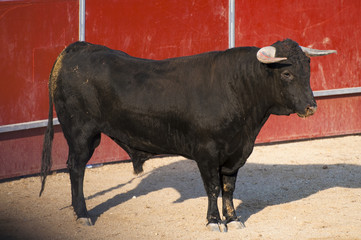 Fighting bull picture from Spain. Black bull