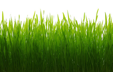 green grass