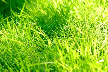 Juicy green grass in sunlight