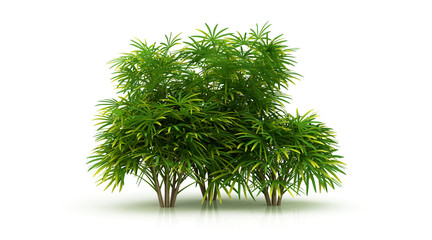 Palm trees isolated on white background