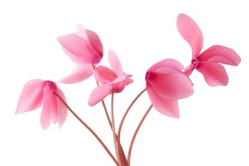Obraz premium posy of pink cyclamens