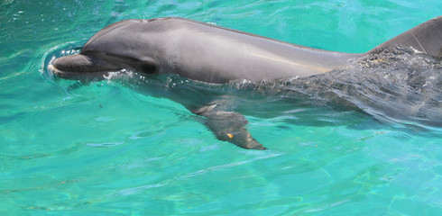 dolphin