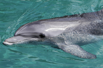 dolphin swimming in crystal blue waters © sigalpetersen