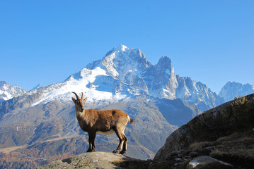 chamois dans le massif du Mont Blanc