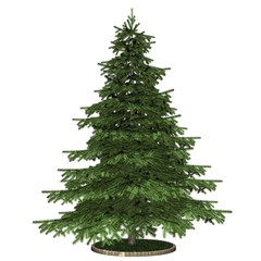 Baum - Tanne