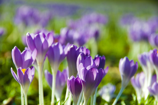 Krokus