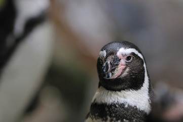 ペンギンのポートレート