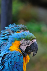 ルリコンゴウインコ