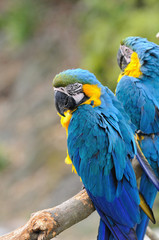 ルリコンゴウインコ
