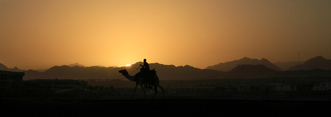 Camel at sunset in Sinai mountains