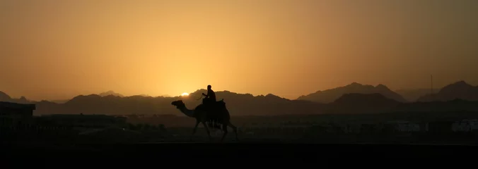 Wandcirkels tuinposter Camel at sunset in Sinai mountains © Patryk Kosmider