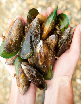 Greenshell mussels