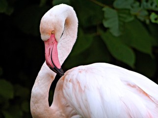 The Grater flamingo (Phoenicopterus ruber roseus)
