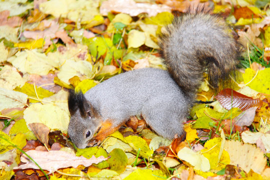 Brown squirrel