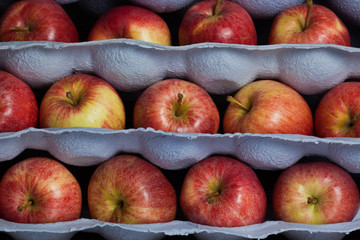 Apples in rows
