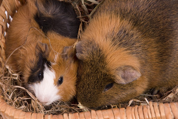 deux cobaye dans un panier de paille