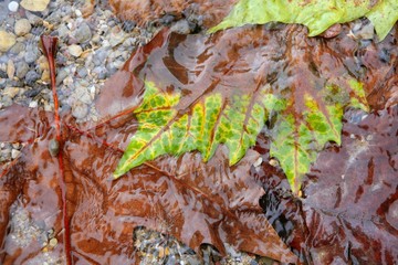 Autumn falled brown leaves into the river water