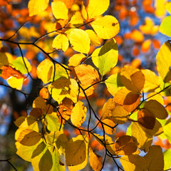 Backlit leaves on a tree in autumn