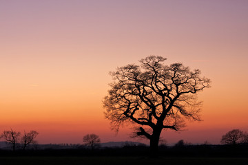 Silhouetted tree in a field at sunset