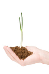 hand holds the plant