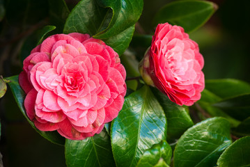 two camellias