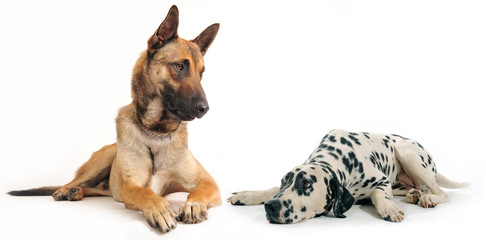 malinois et dalmatien