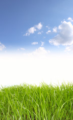 Fototapeta premium green grass and blue sky background