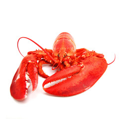 isolated lobster