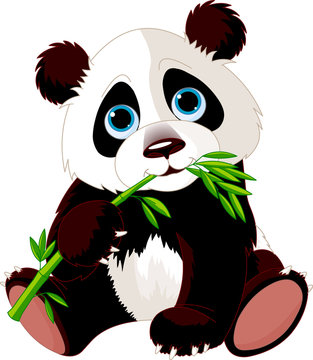 Panda Eating Bamboo