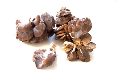 Funghi