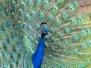 Obraz premium Pfauenrad