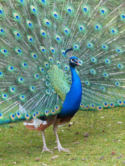 Obraz premium Pfauenrad