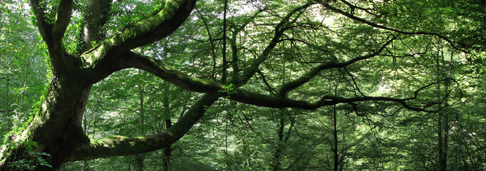 La main divine de la nature