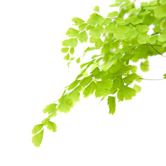 Nephrolepis fern leaf isolated on white