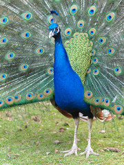 Obraz premium Pfauenrad