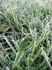 Premier gel de l'herbe