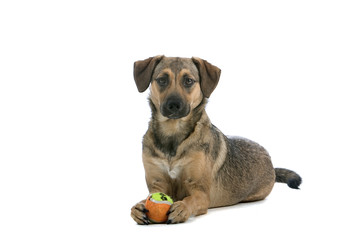 mixed breed dog looking at camera