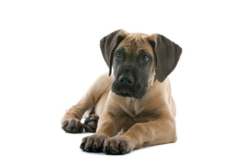 great dane puppy dog