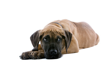 Fototapeta premium great dane puppy dog