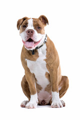 Renascence Bulldog  looking at camera