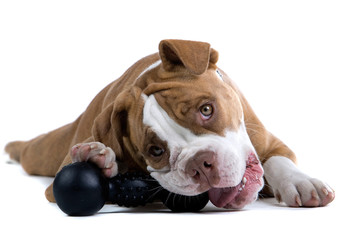 Renascence Bulldog playing with a black toy